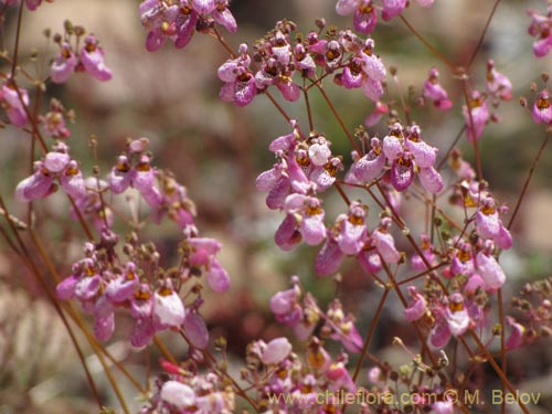 Фотография Calceolaria cana (Salsilla / Zarcilla). Щелкните, чтобы увеличить вырез.