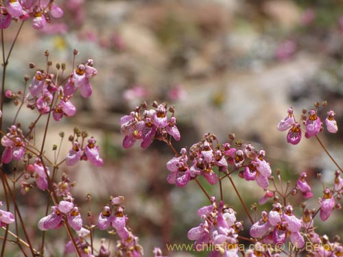 Фотография Calceolaria cana (Salsilla / Zarcilla). Щелкните, чтобы увеличить вырез.