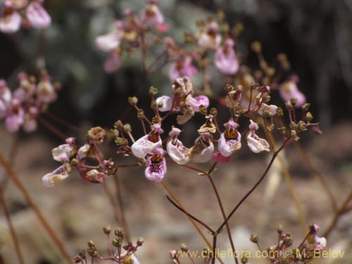 Image of Calceolaria cana (Salsilla / Zarcilla). Click to enlarge parts of image.