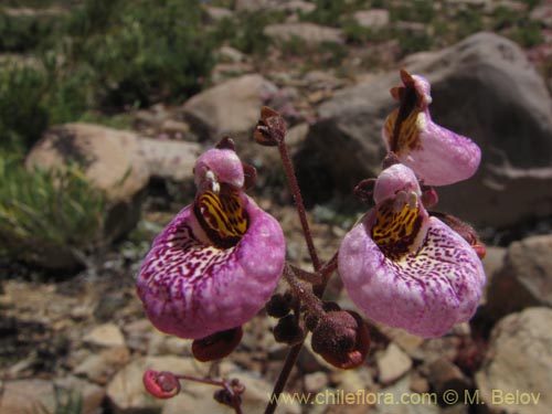 Фотография Calceolaria cana (Salsilla / Zarcilla). Щелкните, чтобы увеличить вырез.