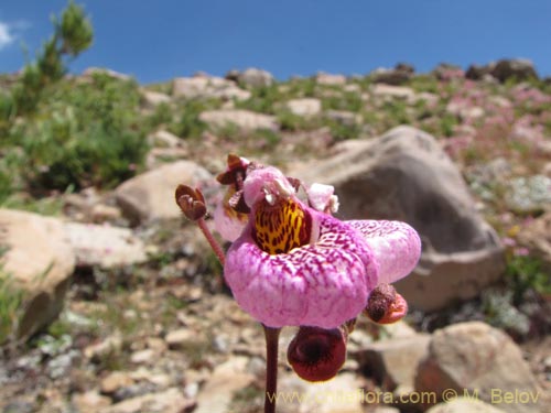 Bild von Calceolaria cana (Salsilla / Zarcilla). Klicken Sie, um den Ausschnitt zu vergrössern.