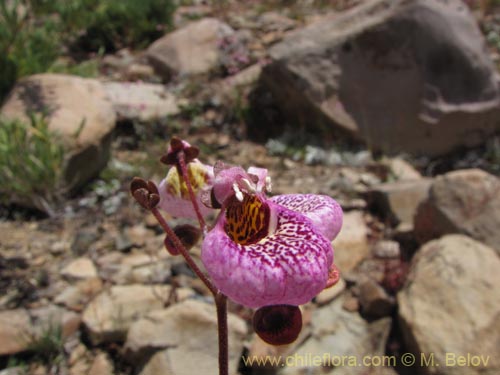 Image of Calceolaria cana (Salsilla / Zarcilla). Click to enlarge parts of image.