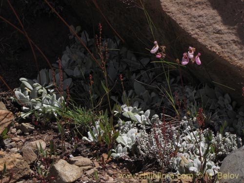 Image of Calceolaria cana (Salsilla / Zarcilla). Click to enlarge parts of image.