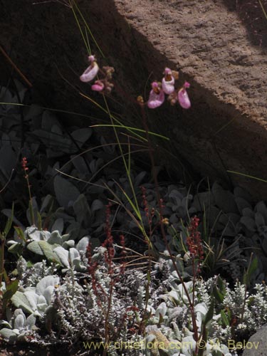 Фотография Calceolaria cana (Salsilla / Zarcilla). Щелкните, чтобы увеличить вырез.