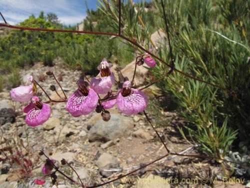 Фотография Calceolaria cana (Salsilla / Zarcilla). Щелкните, чтобы увеличить вырез.