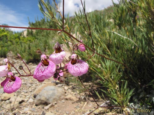Imágen de Calceolaria cana (Salsilla / Zarcilla). Haga un clic para aumentar parte de imágen.