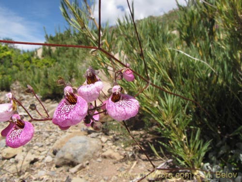 Image of Calceolaria cana (Salsilla / Zarcilla). Click to enlarge parts of image.