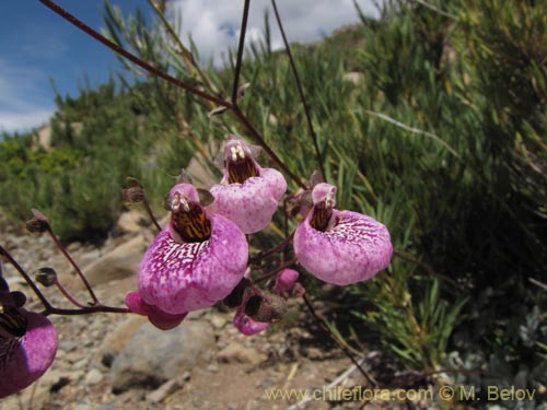 Bild von Calceolaria cana (Salsilla / Zarcilla). Klicken Sie, um den Ausschnitt zu vergrössern.