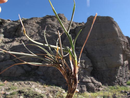 Imágen de Poaceae sp. #2135 (). Haga un clic para aumentar parte de imágen.