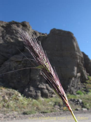 Imágen de Poaceae sp. #2135 (). Haga un clic para aumentar parte de imágen.