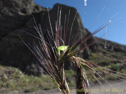 Poaceae sp. #2135の写真