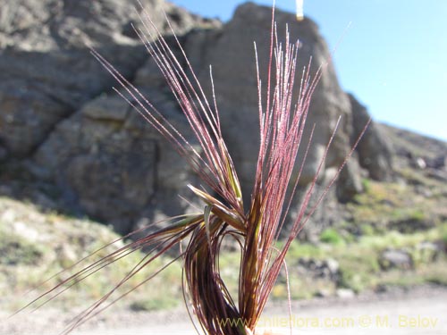 Bild von Poaceae sp. #2135 (). Klicken Sie, um den Ausschnitt zu vergrössern.