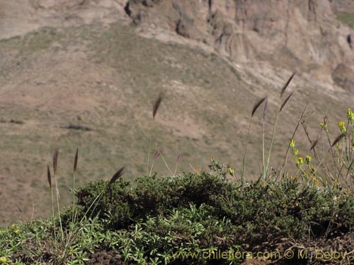 Imágen de Poaceae sp. #2135 (). Haga un clic para aumentar parte de imágen.