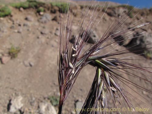 Imágen de Poaceae sp. #2135 (). Haga un clic para aumentar parte de imágen.