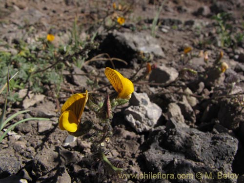 Bild von Adesmia sp. #3113 (). Klicken Sie, um den Ausschnitt zu vergrössern.