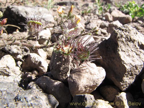 Imágen de Adesmia sp. #3113 (). Haga un clic para aumentar parte de imágen.