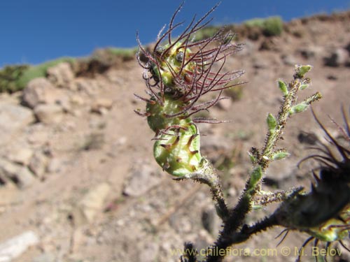 Imágen de Adesmia sp. #3113 (). Haga un clic para aumentar parte de imágen.