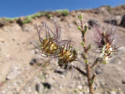 Imágen de Adesmia sp. #3113 (). Haga un clic para aumentar parte de imágen.