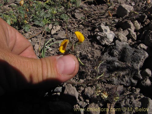 Bild von Adesmia sp. #3113 (). Klicken Sie, um den Ausschnitt zu vergrössern.