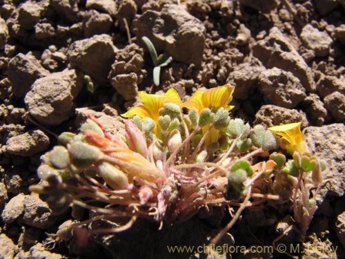 Image of Oxalis compacta (). Click to enlarge parts of image.