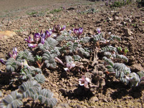 Imágen de Astragalus sp. #3111 (). Haga un clic para aumentar parte de imágen.