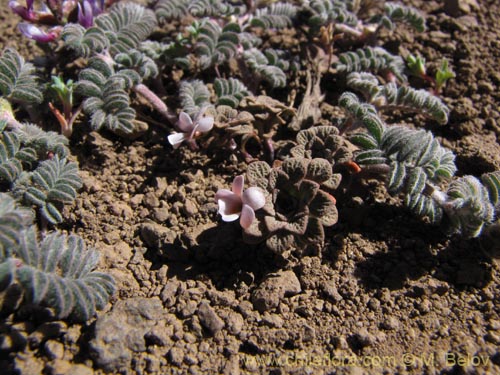 Imágen de Astragalus sp. #3111 (). Haga un clic para aumentar parte de imágen.