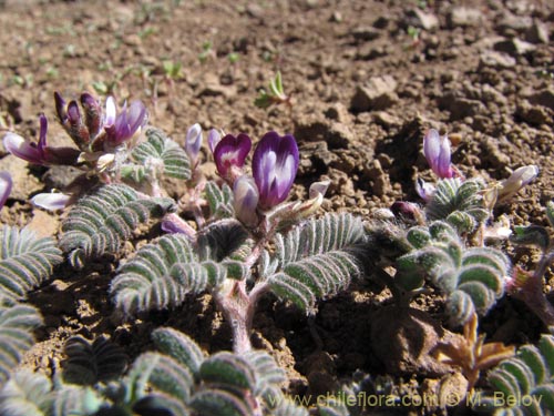 Astragalus sp. #3111的照片