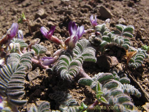 Astragalus sp. #3111의 사진