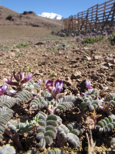 Bild von Astragalus sp. #3111 (). Klicken Sie, um den Ausschnitt zu vergrössern.