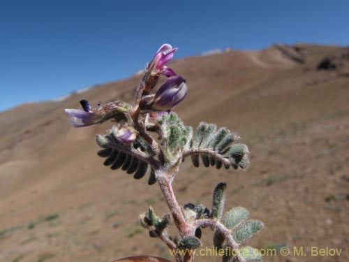 Image of Astragalus sp. #3111 (). Click to enlarge parts of image.