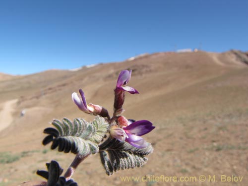 Imágen de Astragalus sp. #3111 (). Haga un clic para aumentar parte de imágen.