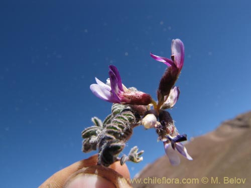 Image of Astragalus sp. #3111 (). Click to enlarge parts of image.