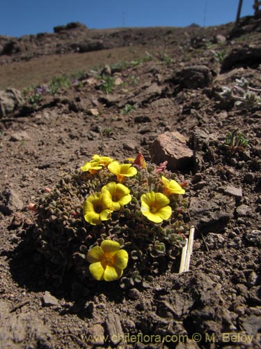 Image of Oxalis compacta (). Click to enlarge parts of image.