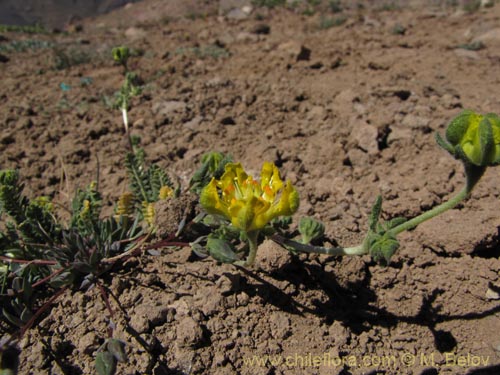 Image of Loasa caespitosa (). Click to enlarge parts of image.