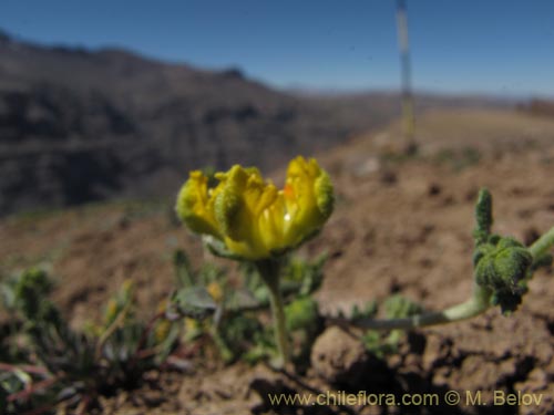 Imágen de Loasa caespitosa (). Haga un clic para aumentar parte de imágen.