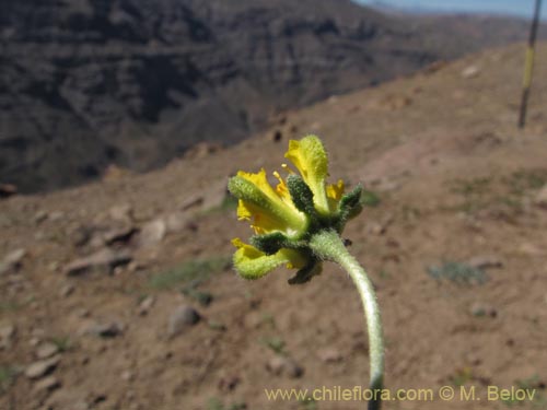 Image of Loasa caespitosa (). Click to enlarge parts of image.