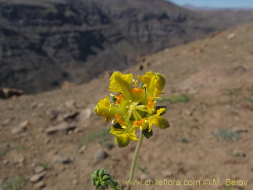 Image of Loasa caespitosa (). Click to enlarge parts of image.