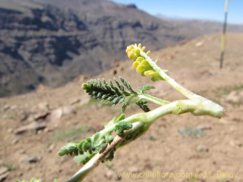 Image of Loasa caespitosa (). Click to enlarge parts of image.