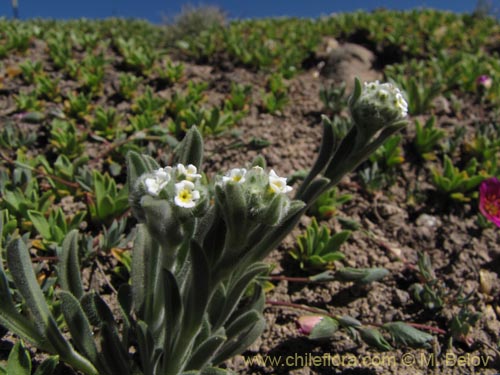 Imágen de Planta no identificada sp. #3108 (). Haga un clic para aumentar parte de imágen.