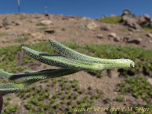 Image of Unidentified Plant sp. #3108 (). Click to enlarge parts of image.