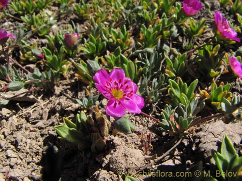 Image of Portulacaceae sp. #3114 (). Click to enlarge parts of image.