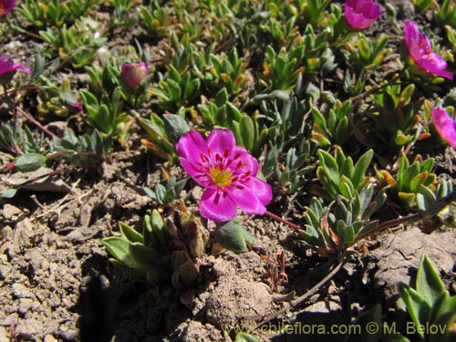 Portulacaceae sp. #3114的照片