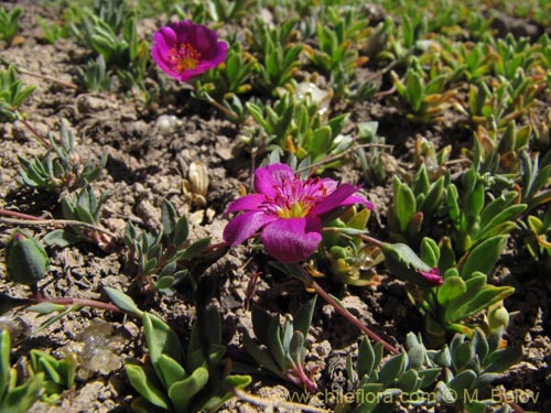 Bild von Portulacaceae sp. #3114 (). Klicken Sie, um den Ausschnitt zu vergrössern.