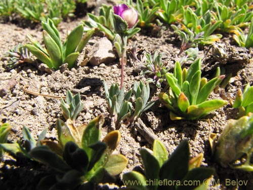 Portulacaceae sp. #3114の写真