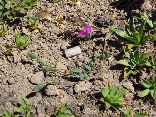 Imágen de Portulacaceae sp. #3114 (). Haga un clic para aumentar parte de imágen.