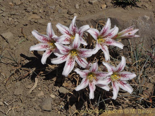 Bild von Rhodophiala rhodolirion (). Klicken Sie, um den Ausschnitt zu vergrössern.