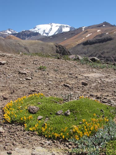 Imágen de Anarthrophyllum gayanum (). Haga un clic para aumentar parte de imágen.