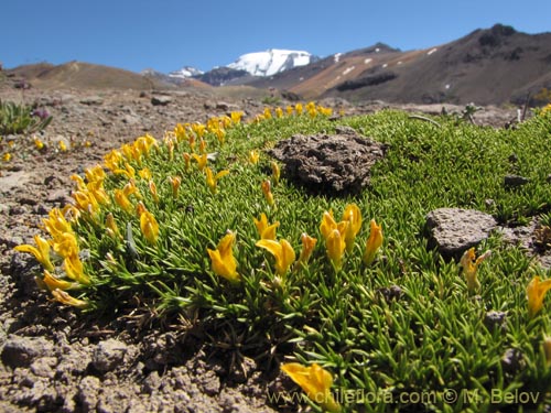 Anarthrophyllum gayanum의 사진