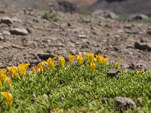 Imágen de Anarthrophyllum gayanum (). Haga un clic para aumentar parte de imágen.