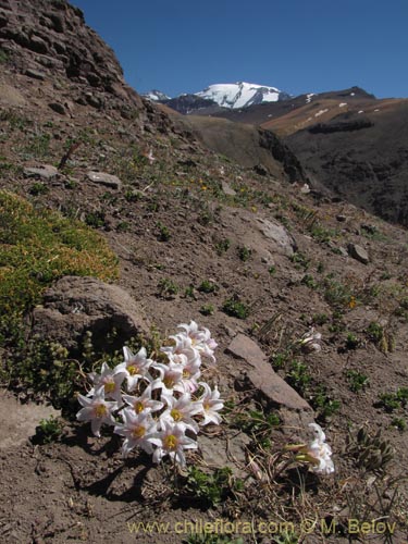 Imágen de Rhodophiala rhodolirion (). Haga un clic para aumentar parte de imágen.